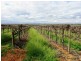 Lot 260/ Cooltong Avenue, Renmark SA 5341