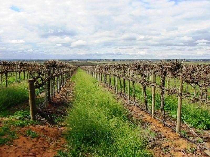 Lot 260/ Cooltong Avenue, Renmark SA 5341