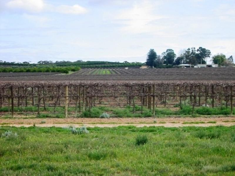 Lot 260/ Cooltong Avenue, Renmark SA 5341