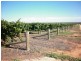 Section 100 Cooltong Avenue, Renmark SA 5341