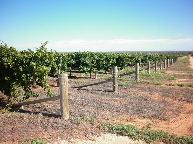 Section 100 Cooltong Avenue, Renmark SA 5341