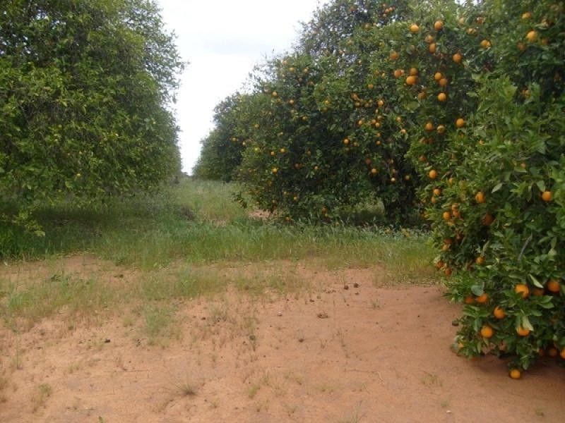 Section 75 Moss Road, Monash SA 5342
