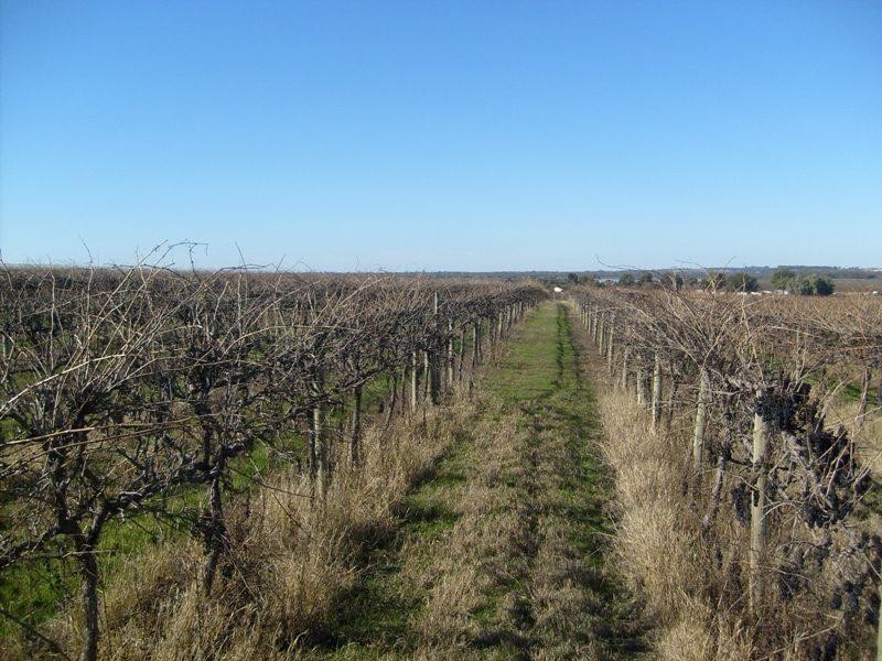 Section 203, Raybould Road, Winkie SA 5343