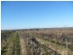 Section 203, Raybould Road, Winkie SA 5343