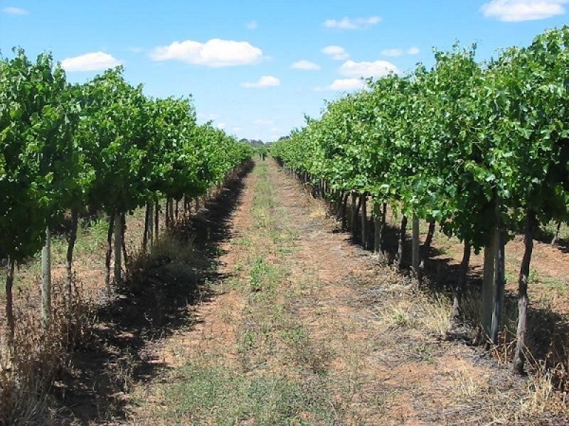 Section 390 Joyce Street, Cobdogla SA 5346