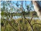 Section 589 River Terrace, Kingston On Murray SA 5331
