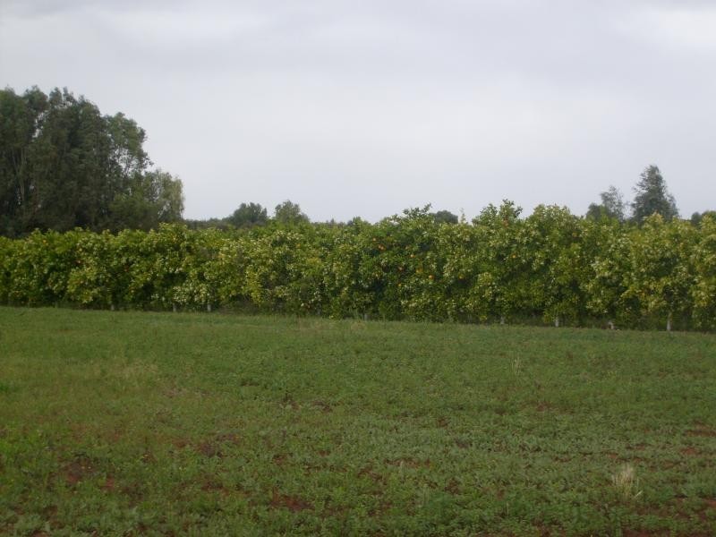 Section 96 Loxton Road, Moorook SA 5332