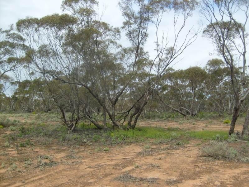 Section 320 Sturt Highway, Berri SA 5343