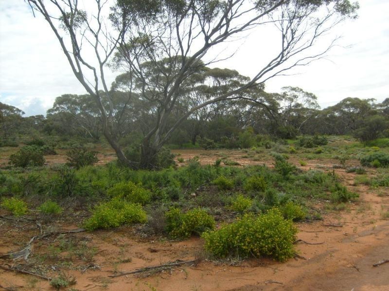 Section 320 Sturt Highway, Berri SA 5343