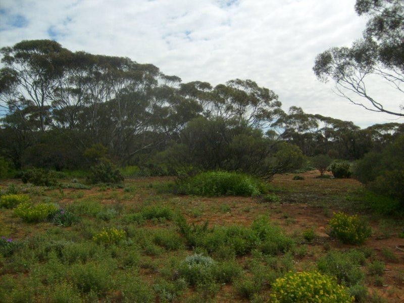 Section 320 Sturt Highway, Berri SA 5343