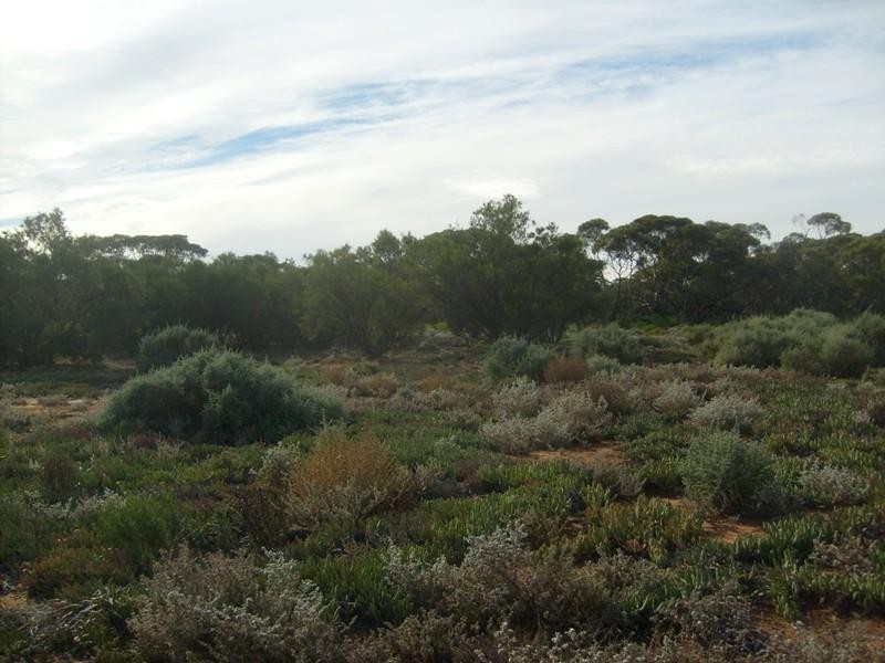 Section 559 , Sturt Highway, Monash SA 5342