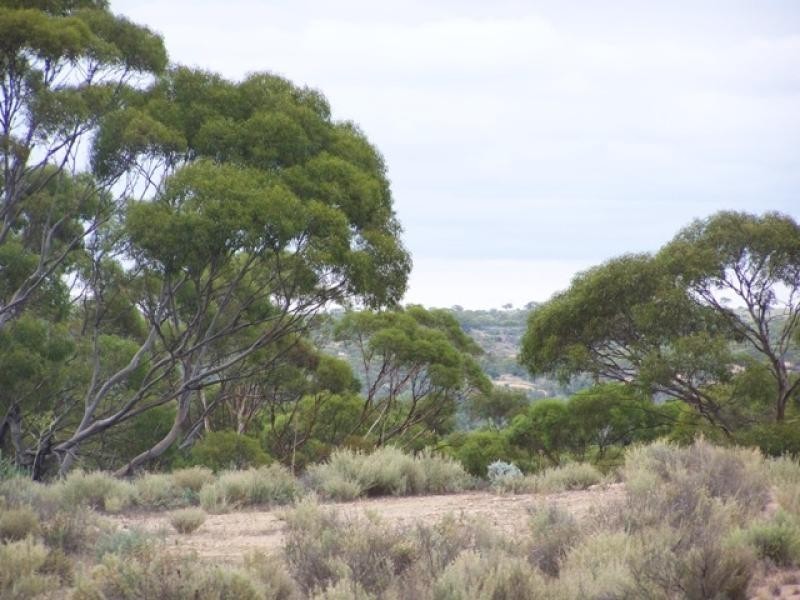 Lot 12 Murbko Road, Morgan SA 5320