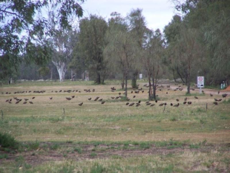 Lot 21 Helbig Drive, Murbko SA 5320