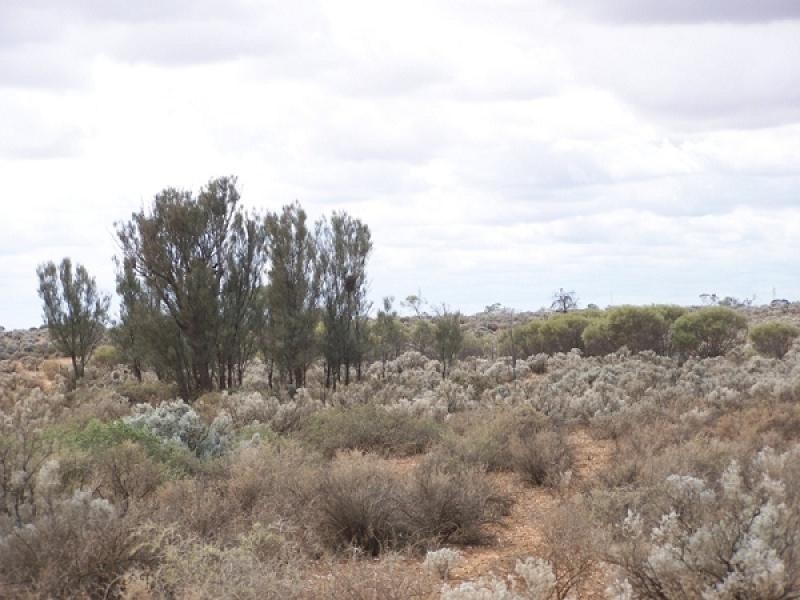 Section 54, Yandiah Road, Morgan SA 5320