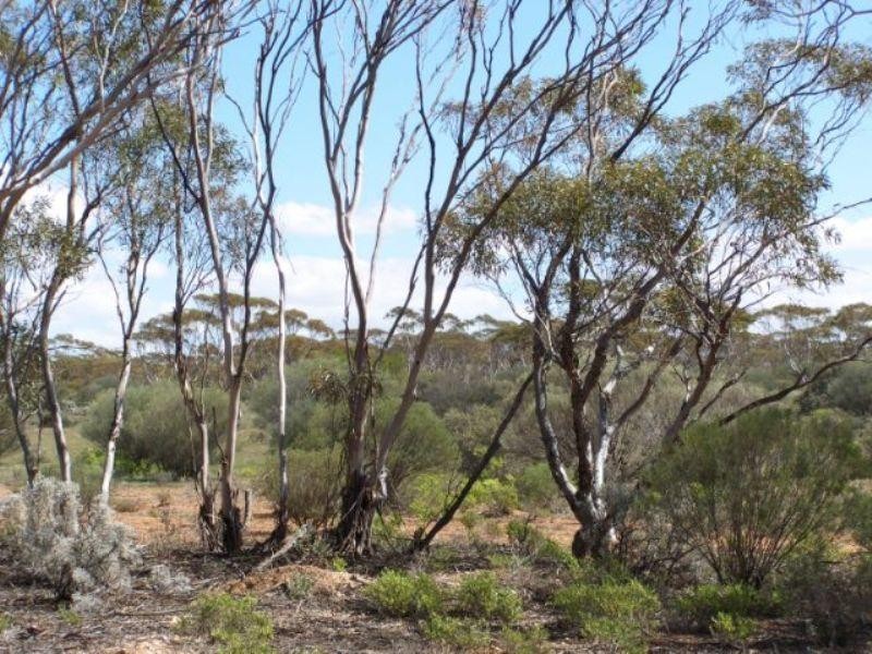 Lot 10 Winter Road, Bower SA 5374
