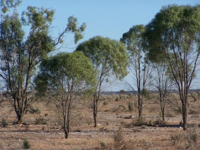 Lot 20 Sturt Highway, Blanchetown SA 5357