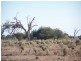 Lot 20 Sturt Highway, Blanchetown SA 5357