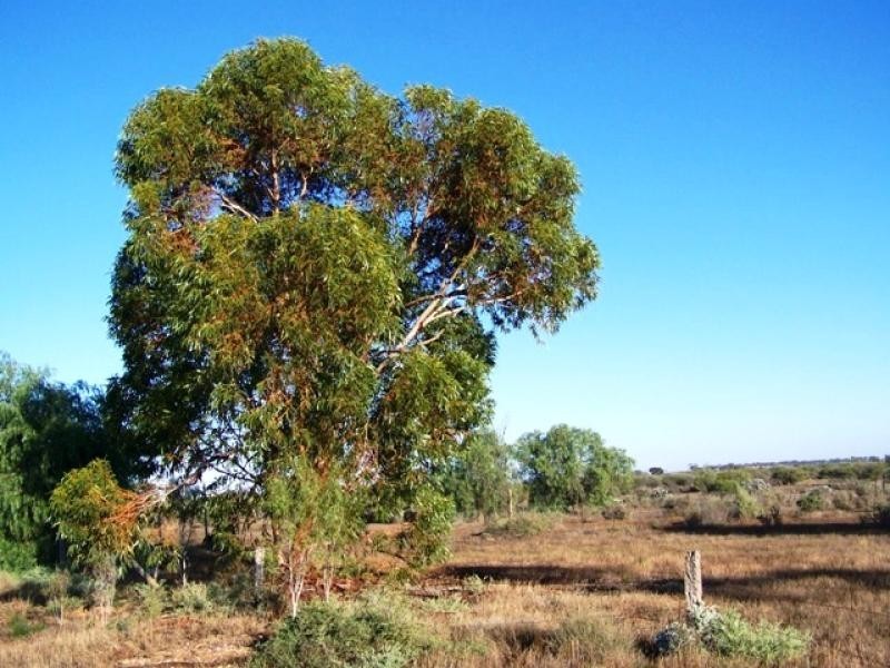 18 Lovers Lane, Morgan SA 5320