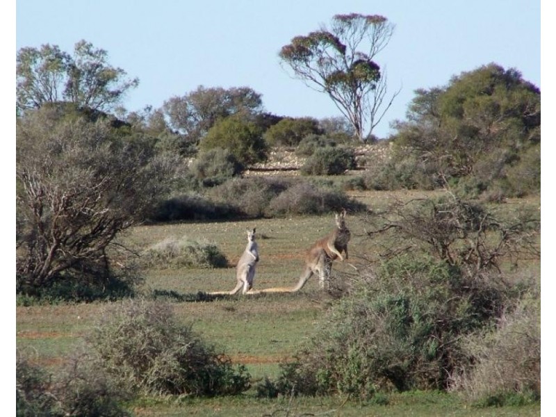 Section 268 Stock Route Road, Morgan SA 5320