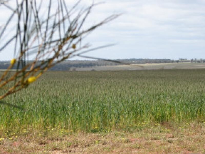 Lot 1263 South Coastal Highway, Jerramungup WA 6337