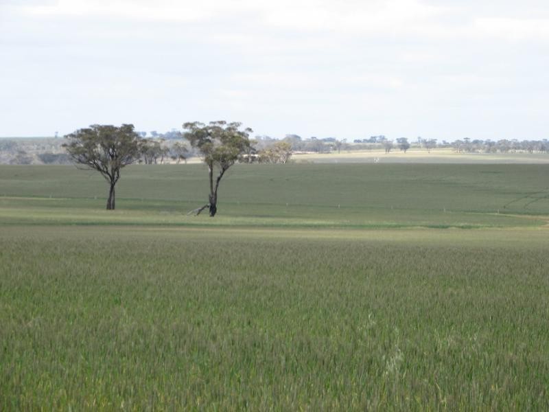 Lot 1263 South Coastal Highway, Jerramungup WA 6337