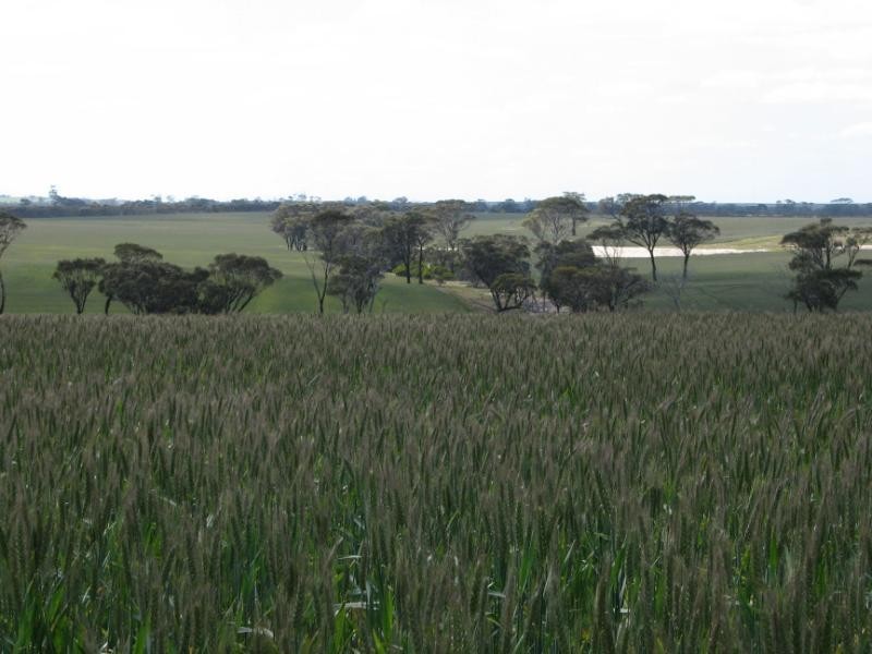 Lot 1263 South Coastal Highway, Jerramungup WA 6337