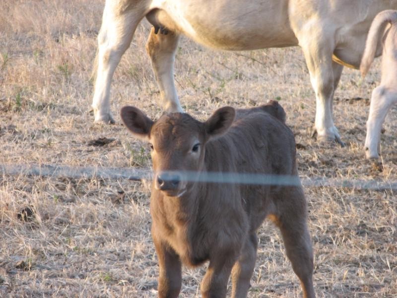 Lot 558/ Godenia Way, Hopetoun WA 6348