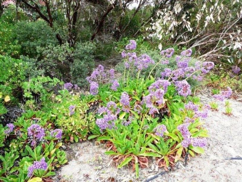 35 Raglan Street, Hopetoun WA 6348