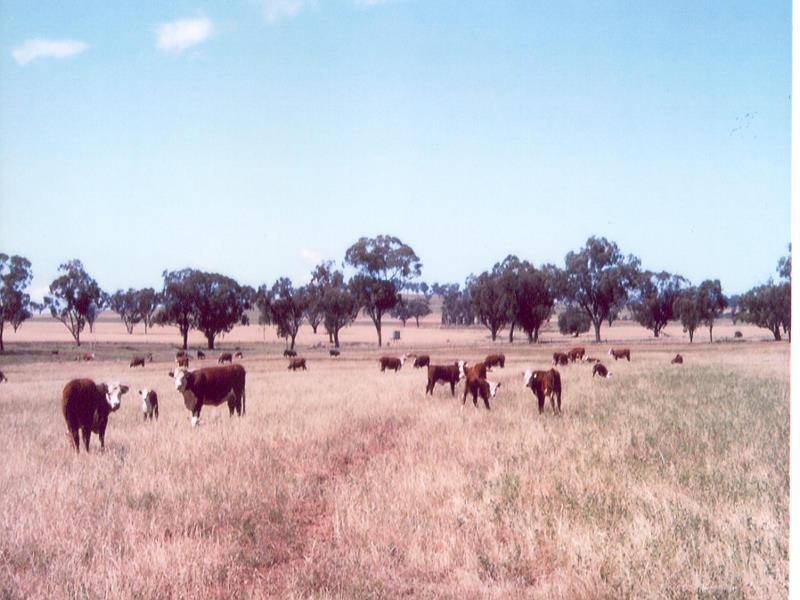 247 GIDLEY APPLEBY ROAD, Tamworth NSW 2340