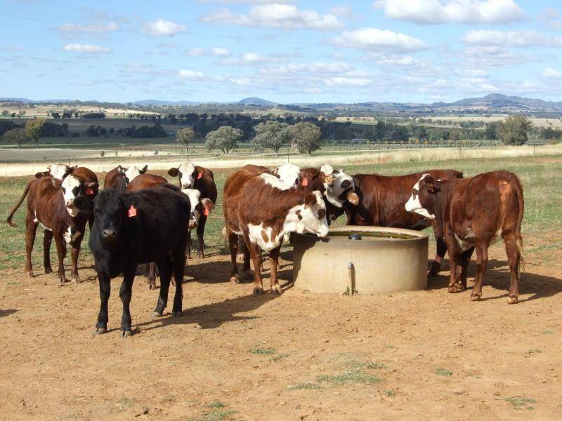 14509 NEW ENGLAND HIGHWAY,, Tamworth NSW 2340