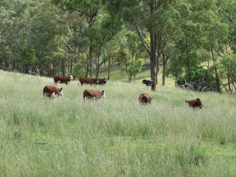 Dungowan NSW 2340