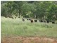 Dungowan NSW 2340