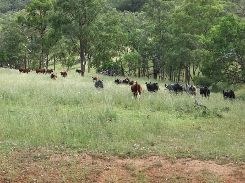 Dungowan NSW 2340