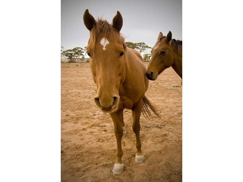 Lot 197/ Hewitt Street, Kununoppin WA 6489