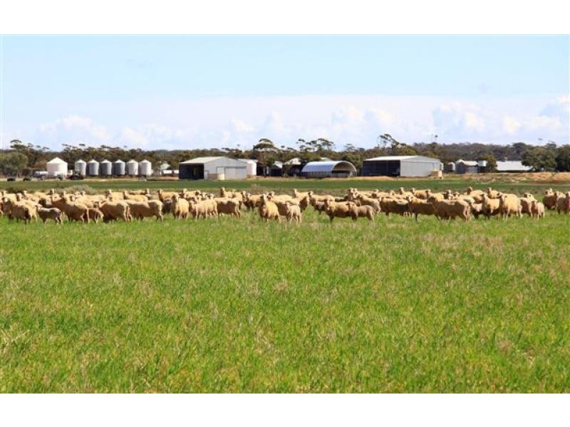 North Bodallin WA 6424