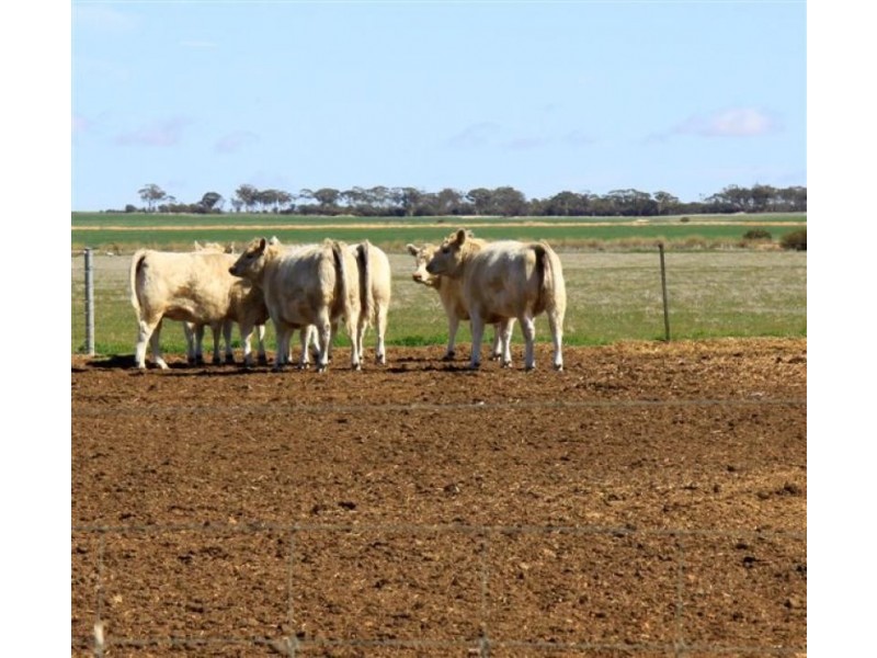 North Bodallin WA 6424