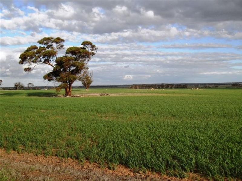 Lot 9451/ Nangeenan North Road, Merredin WA 6415