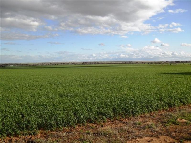 Lot 9451/ Nangeenan North Road, Merredin WA 6415