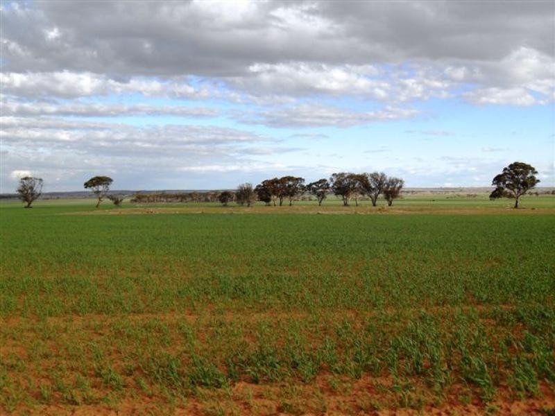 Lot 9451/ Nangeenan North Road, Merredin WA 6415