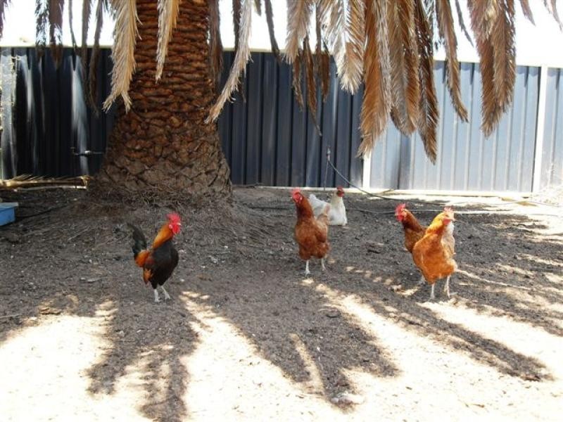 9 Growden Street, Merredin WA 6415
