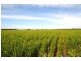 Lot 1236/ Gnowangerp-Jerramungup Road, Ongerup WA 6336