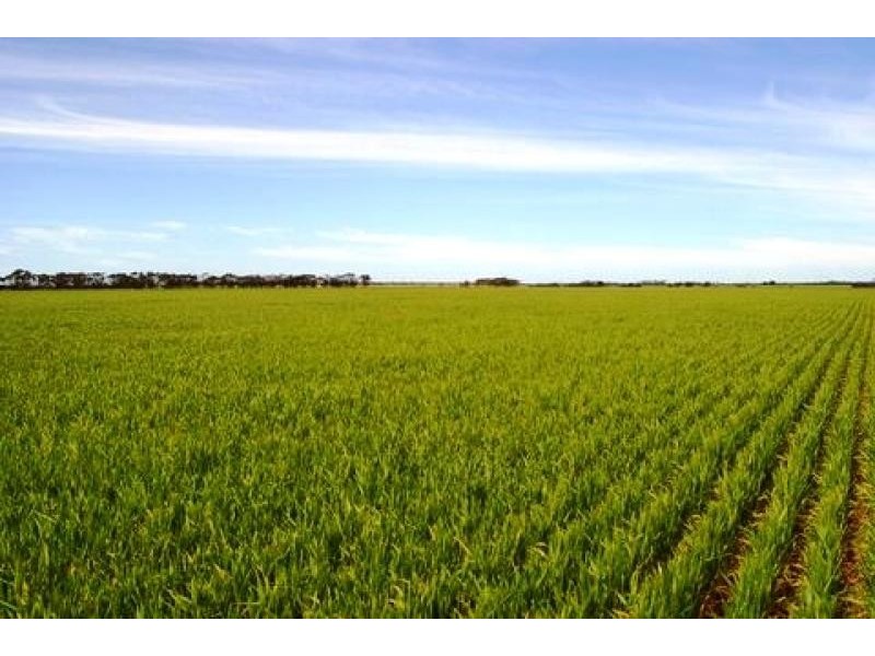 Lot 1236/ Gnowangerp-Jerramungup Road, Ongerup WA 6336