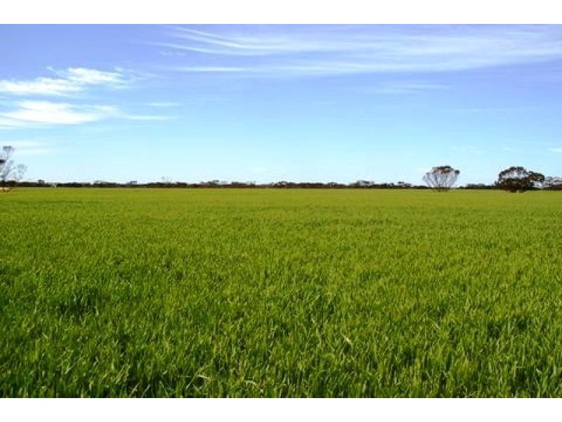 Lot 1236/ Gnowangerp-Jerramungup Road, Ongerup WA 6336