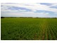 Lot 1236/ Gnowangerp-Jerramungup Road, Ongerup WA 6336