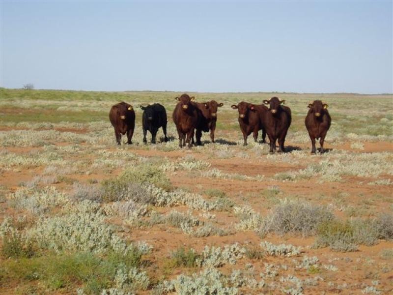 Quinyambie Station,160 km north west, Broken Hill NSW 2880