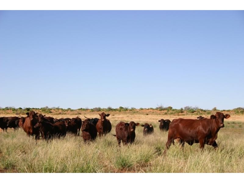 Quinyambie Station,160 km north west, Broken Hill NSW 2880