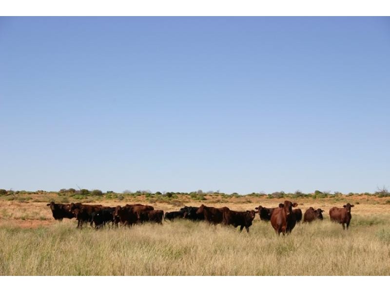 Quinyambie Station,160 km north west, Broken Hill NSW 2880