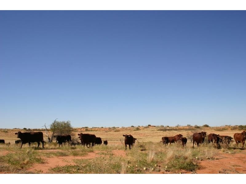 Quinyambie Station,160 km north west, Broken Hill NSW 2880