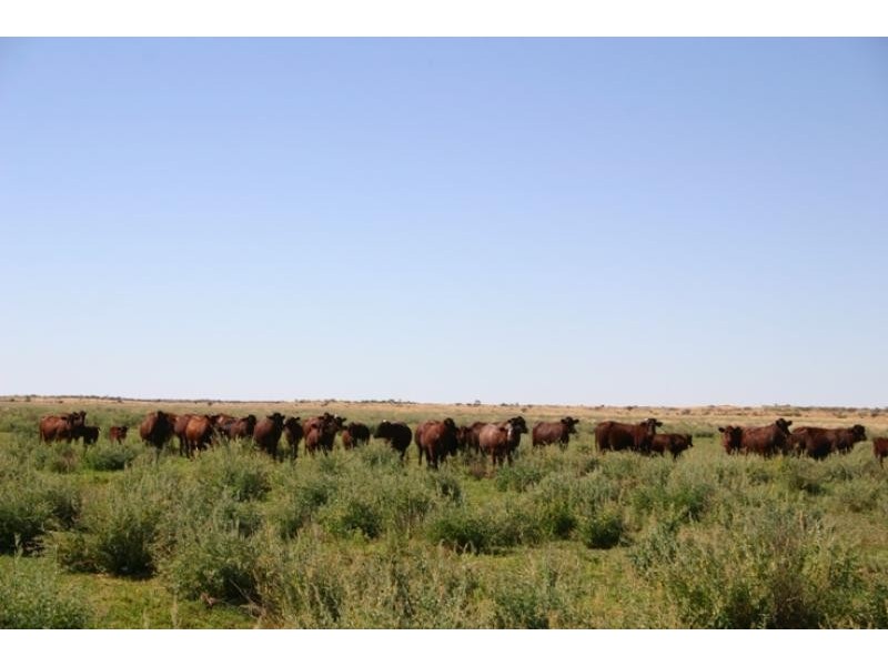 Quinyambie Station,160 km north west, Broken Hill NSW 2880