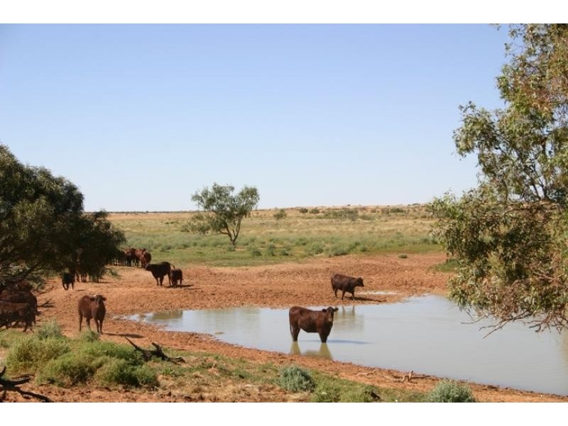 Quinyambie Station,160 km north west, Broken Hill NSW 2880